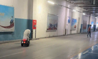 男子偶遇萨摩耶骑电动玩具车,狗子不仅会刹车还会拐弯