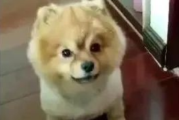 主人一说“馒头”,狗狗立即喊“嗷”,太逗了!