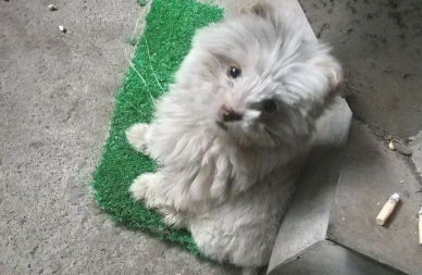 女生喂流浪犬点吃的食物后，她前脚刚进门处后脚小家伙就跟踪了家