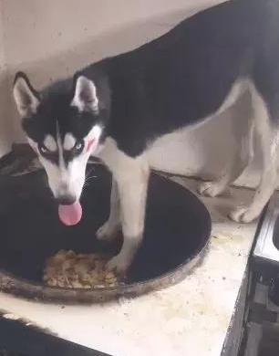 主人刚提前准备用餐，却见到二哈在锅里偷吃，这狗还能要吗