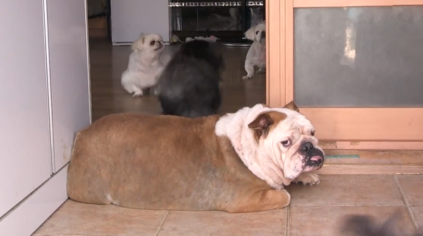 小鹦鹉每天吐物品给小狗吃，小狗照单全收，年胖24斤愁坏主人家