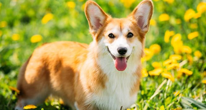 别再给狗狗喷香水了!做好这5点,每天都是香香的!