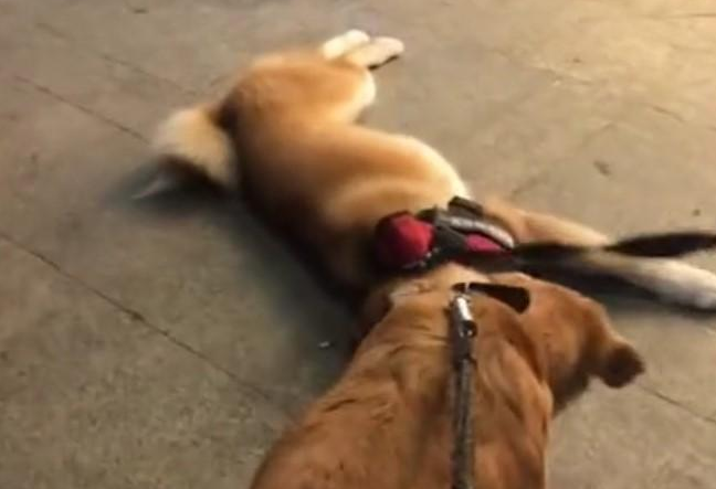 宠物犬子打架斗殴输掉,赖在地面上不动,非得主人给它复仇