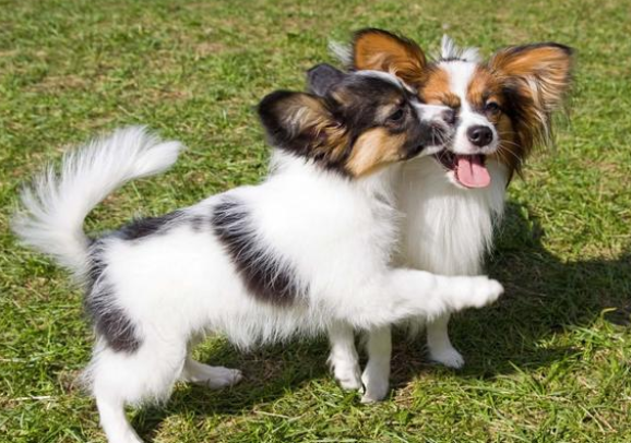 胆小狗狗遇到别的狗立刻就跑,这种狗狗需要稳定狗群进行训练!