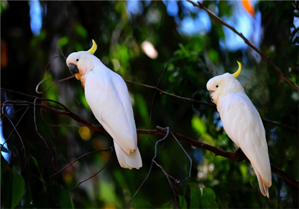 葵花凤头鹦鹉身份信息