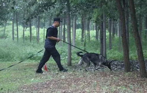 帅炸了!德州警犬出圈,全省第一!