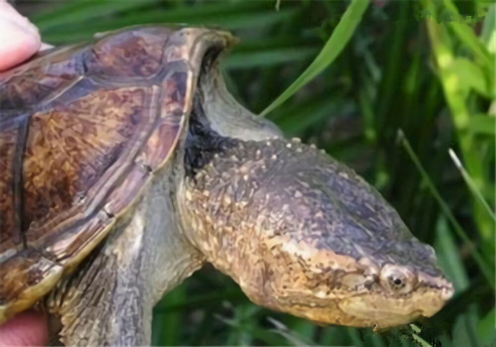 南美拟鳄龟身份信息