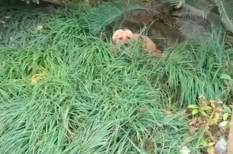 拖着腿,下雨天躲在麦地里的流浪狗,被一群人帮助后,抱着小哥的手满是祈求