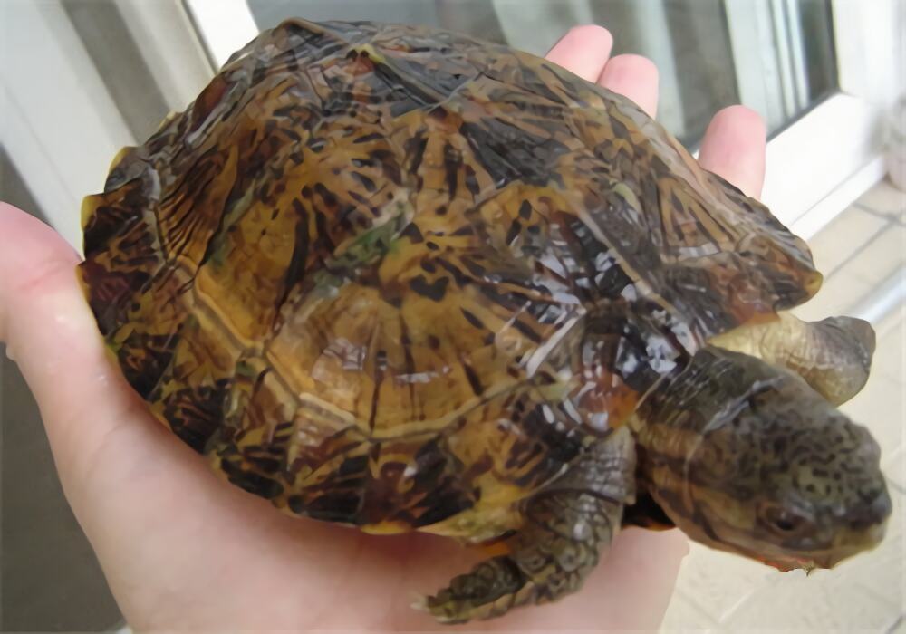 条颈摄龟身份信息