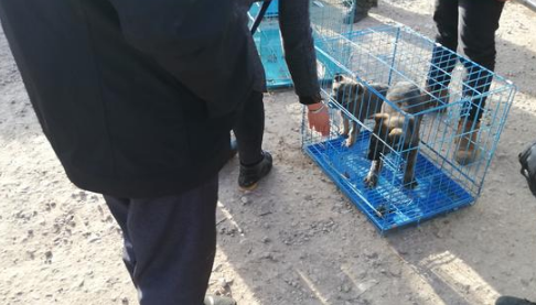 商贩售卖昆明犬还未价格,买主便表达“我统统要了!”