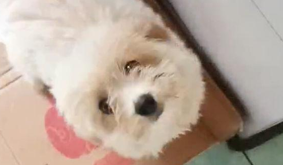流浪狗一副粘人的样子,见到它恋恋不舍的目光,女生这下优柔寡断了