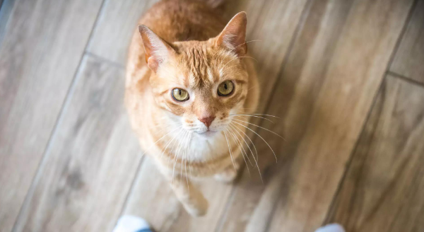 猫比狗更好养的七大理由,狗狗却不行!