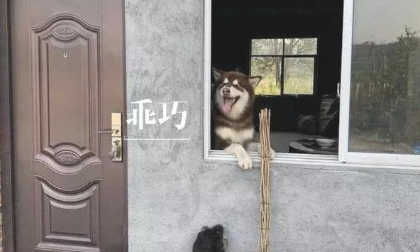 主人让阿拉斯加到农村耕地,牛:我的工作竟被一只雪橇犬抢了?