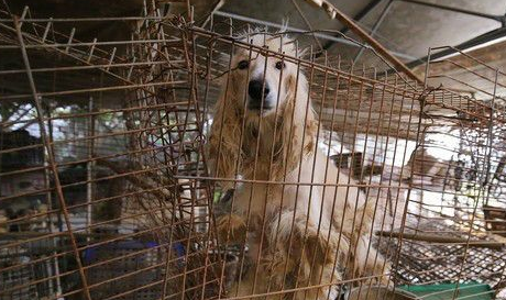 阿富汗猎犬站旁边牧羊犬瞬间变「柯基」!