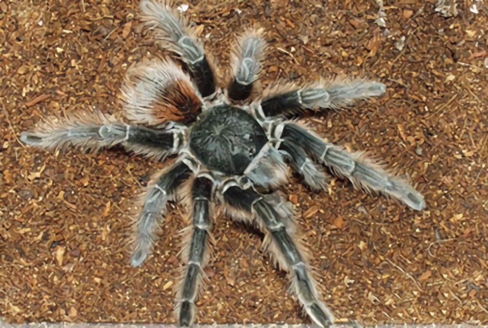 玻利维亚红尾身份信息