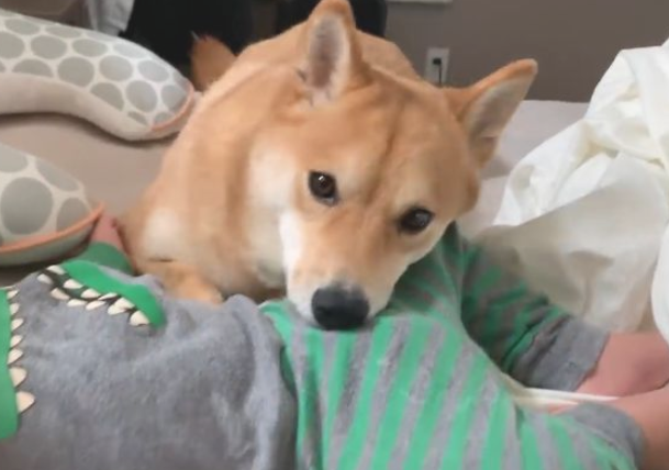 小主人出世后,想不到柴犬愈来愈忙,还能教宝宝玩手机