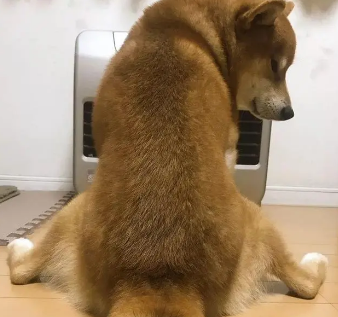 真绝情!一到冬天狗狗就跟小主人抢暖炉,柴犬:暖气面前无亲情