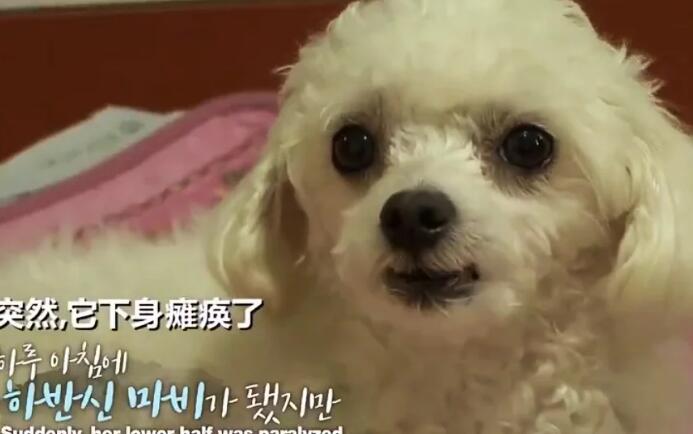 狗狗突然后肢瘫痪,坚持爬到门口迎接主人,检查令人无奈