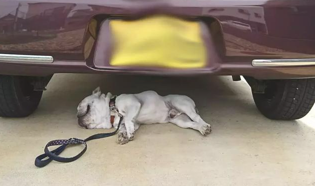 怎样喊醒一只喝酒头晕昏迷不醒的斗牛犬?在我底盘躺了2个钟头了?