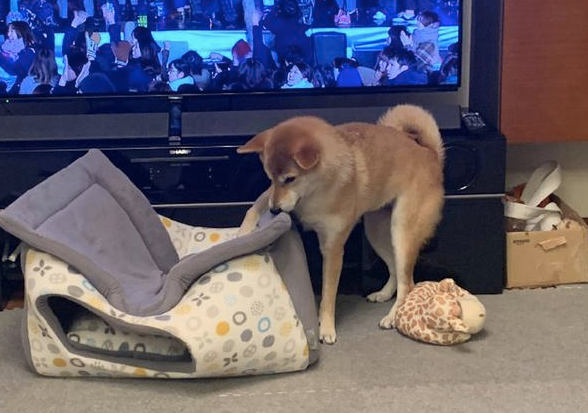 主人家给柴犬买来新狗狗的窝,它却喜爱睡在窝顶部,狗:我的思绪请别猜