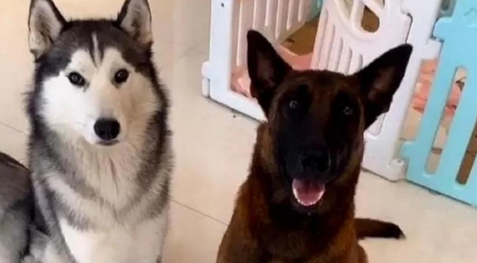 哈士奇婚娶马犬竟遭网友催更:快使我们看一下它俩子孙后代长啥样