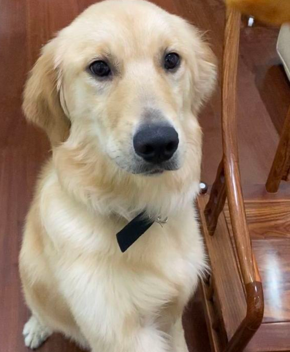 主人对金毛特好，它想出去玩随时随地都可以，狗：应当的