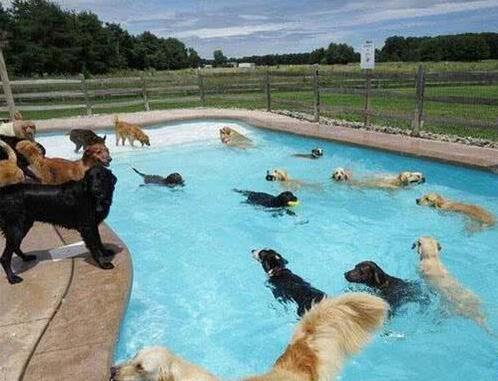 长毛犬要如何过夏季?不必剃光!只需做好这3点,凉爽一夏天!