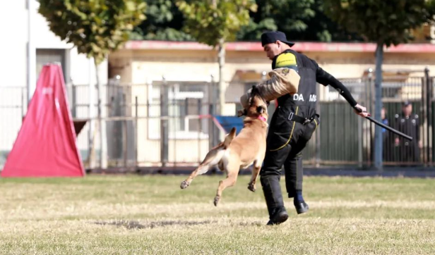 齐铁警方:扎实推动警犬冬训工作