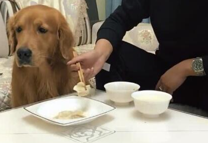 主人吃饺子,让金毛在一边看见,连汤都不许狗狗喝,金毛怒了