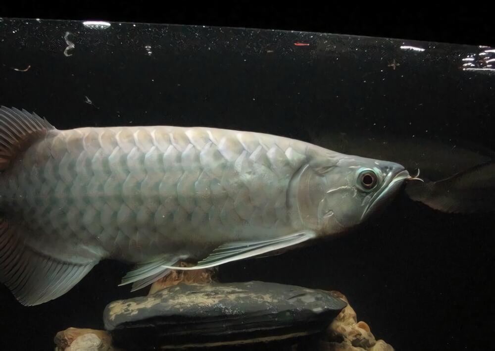 青龙鱼身份信息