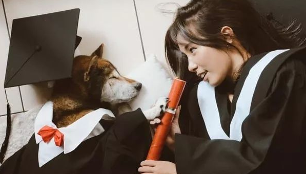 15岁重病柴犬最后的日子躲在家中角落里,主人暖人随同,一起睡木地板。