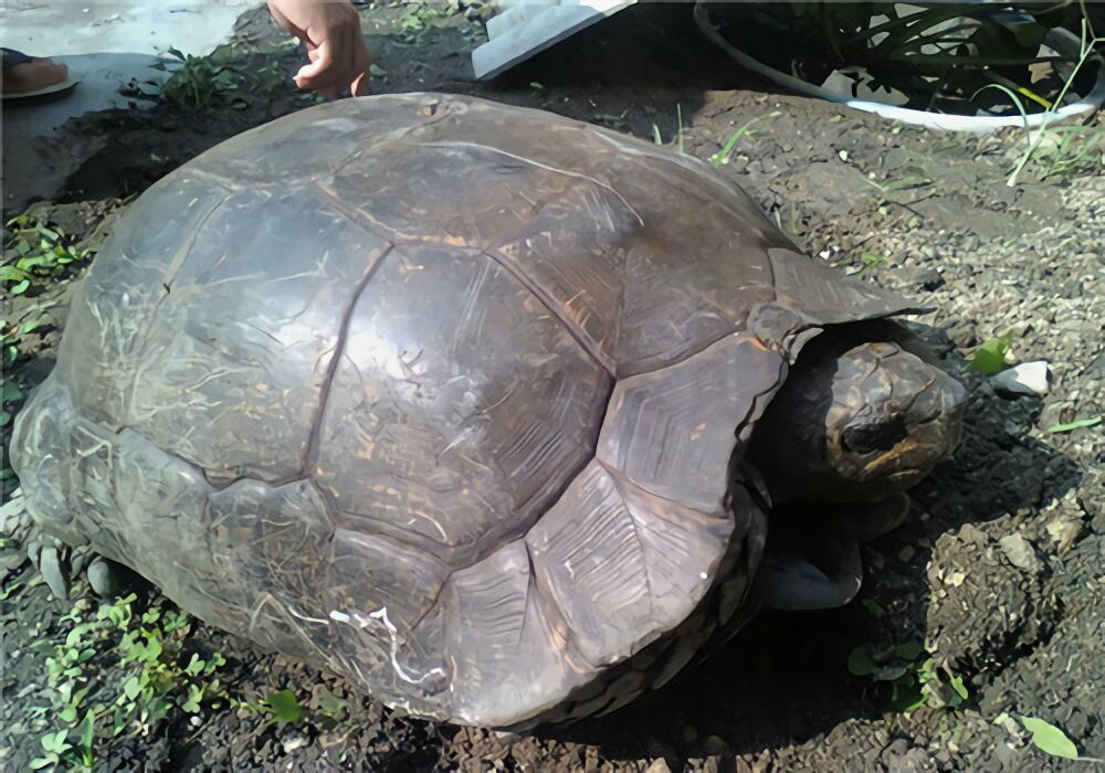 黄头庙龟身份信息