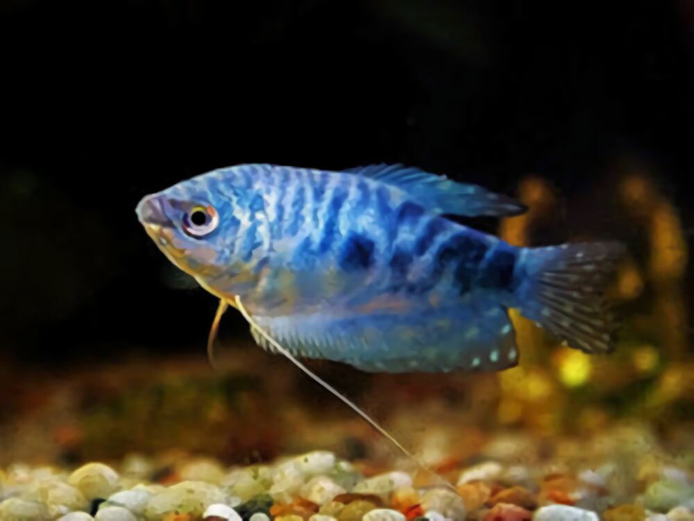 蓝星鱼身份信息