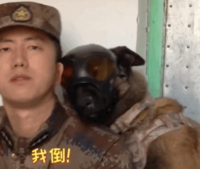 军犬因撒娇火遍全网,亲亲贴贴还偷偷牵手…网友:训导员可真帅!