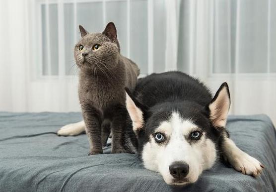 单身一个人,养狗还是养猫呢?