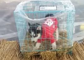 网友网购了一只小二哈，接狗子时看到眼前一幕有些怂了！