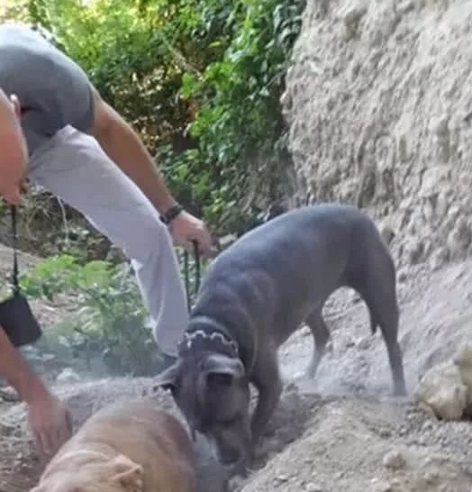 狗狗含泪疯狂刨土，引起男子注意后男子伸手帮忙，结局让人心痛！