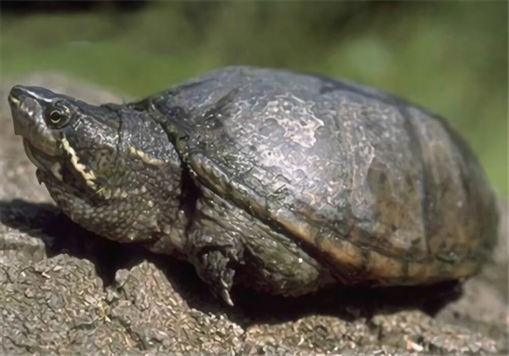 动胸龟身份信息