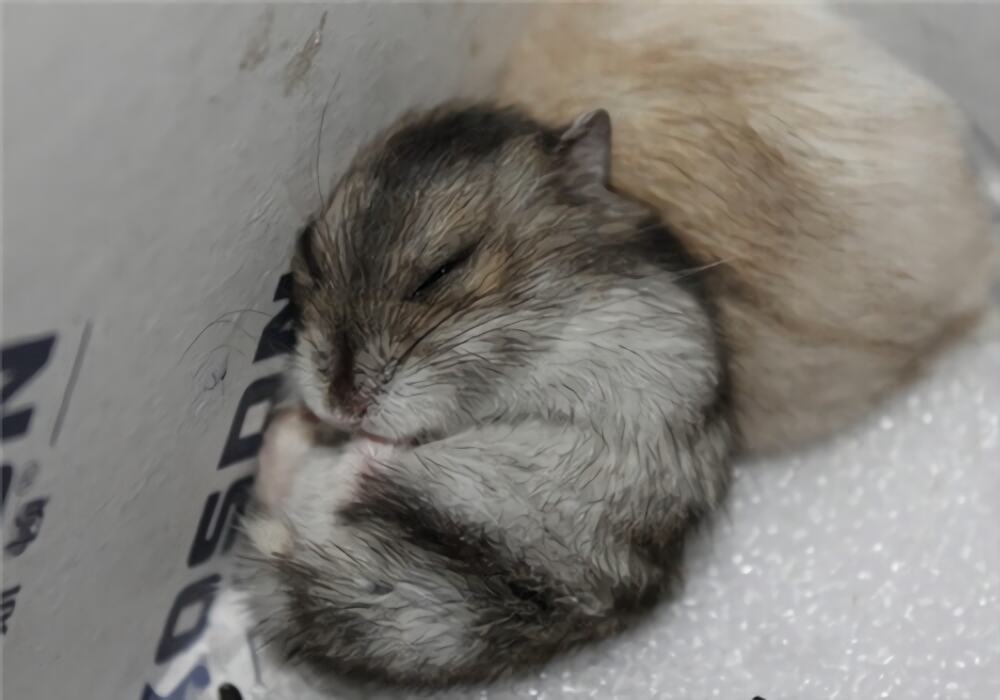 三线仓鼠身份信息