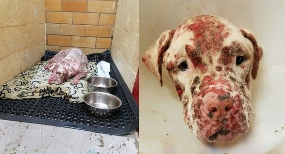 比特犬被蜜蜂螫成大花脸 抛弃在医院孤单疗伤