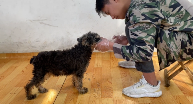 被主人遗弃在垃圾桶的狗狗,浑身散发熏人臭味,希望这个世间多点爱