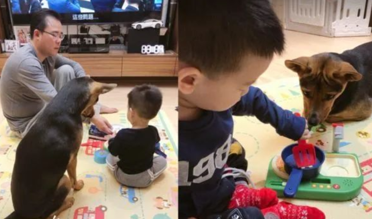 爆笑!戏精狗子和小主人玩游戏时听说自己“没救了”瞳孔瞬间放大