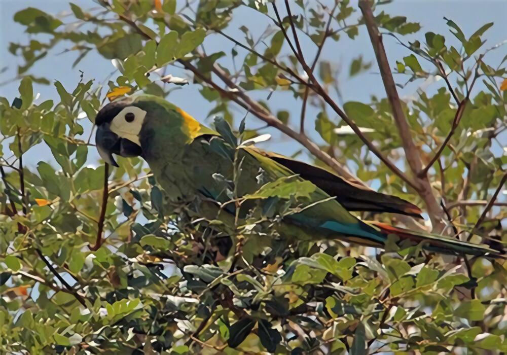 金领金刚鹦鹉身份信息