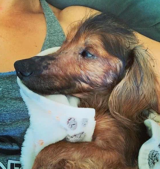 年龄只是一个数字，十九岁高龄狗狗不服老，陪主人四周玩