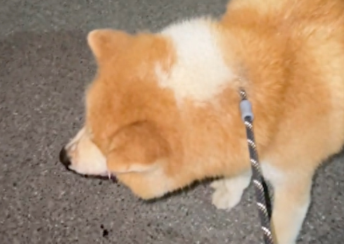 没拴绳的柴犬冲向秋田犬,结果被反杀了,主人自知理亏