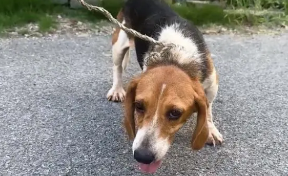 比格犬也难免沦为烂脖子交易品,狗主:想养狗就买,不养就卖
