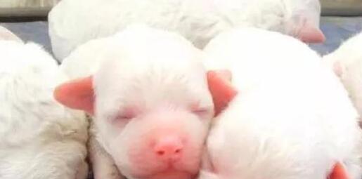 主人将狗踢全身骨折，得知治疗费后转身就走，心疼