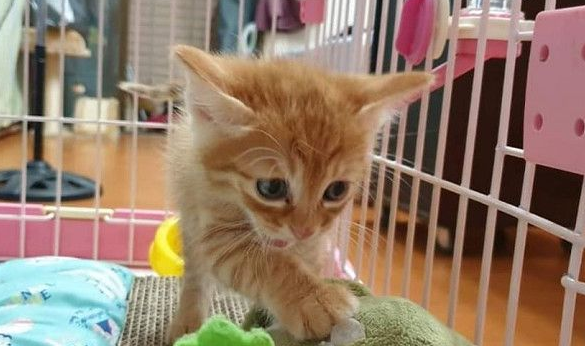 霸王猫在家爆气顶嘴 外出躲进外套折手手泛泪