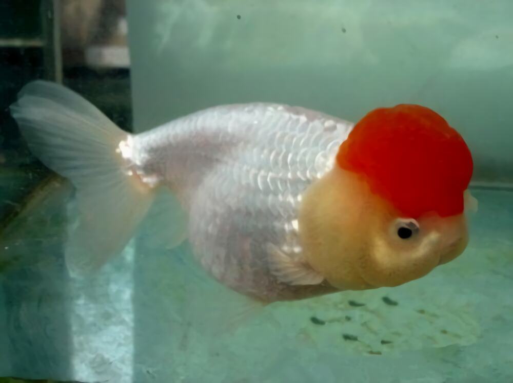 鹅高头琉金身份信息