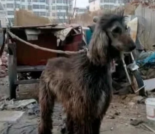 奇闻:大爷在垃圾堆捡回只流浪狗,长大后众人抢着买,大爷走运了